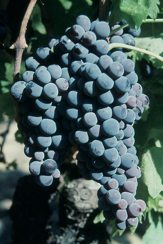 jales-carignan-noir