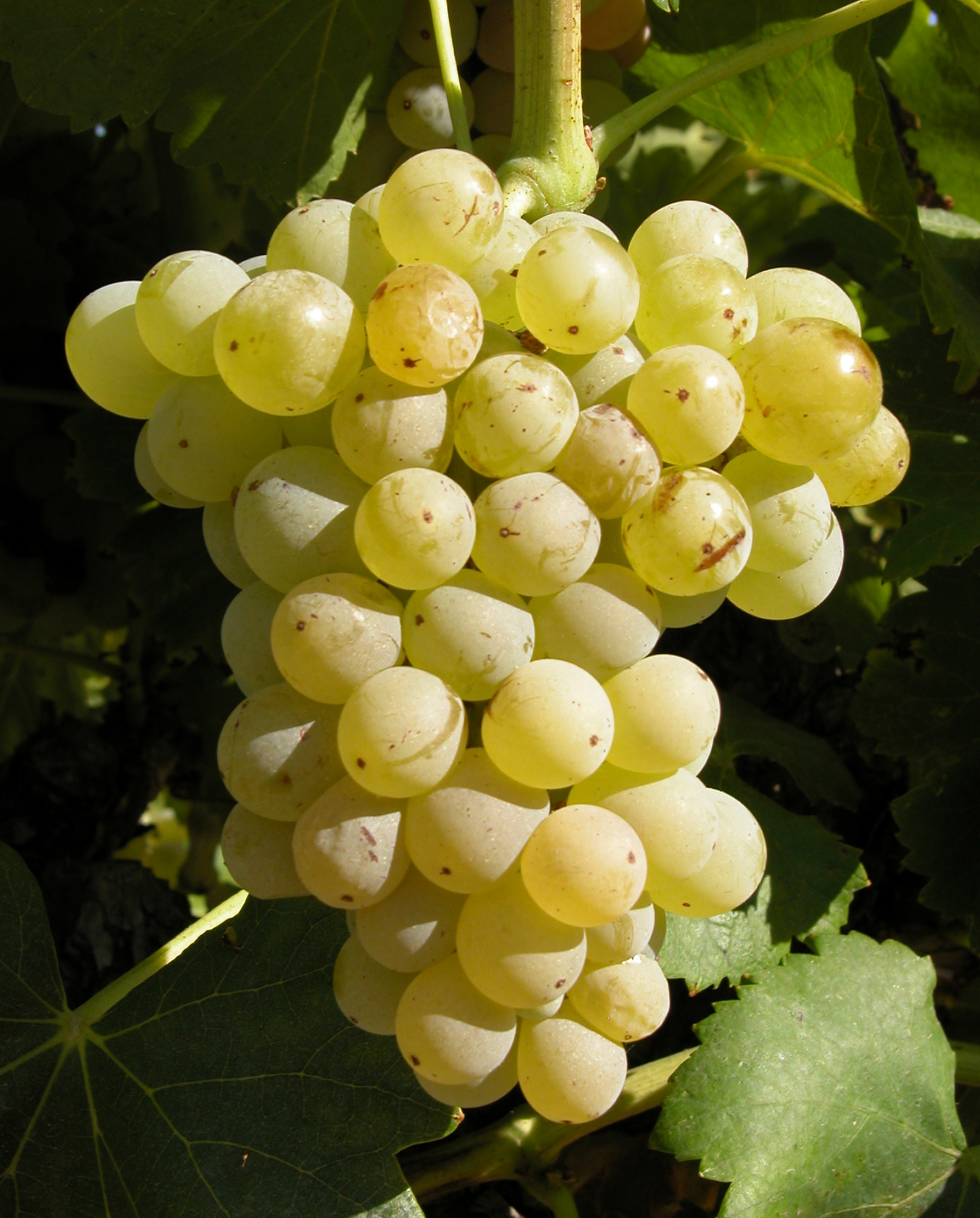 jales-grenache-blanc