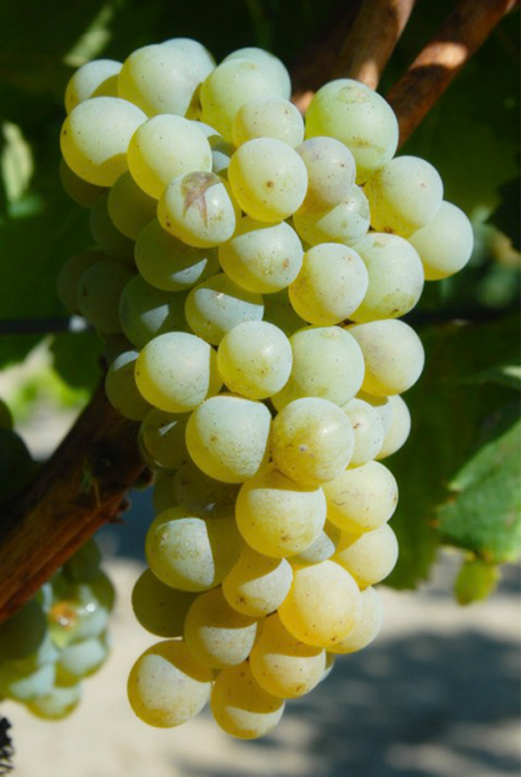 jales-sauvignon-blanc