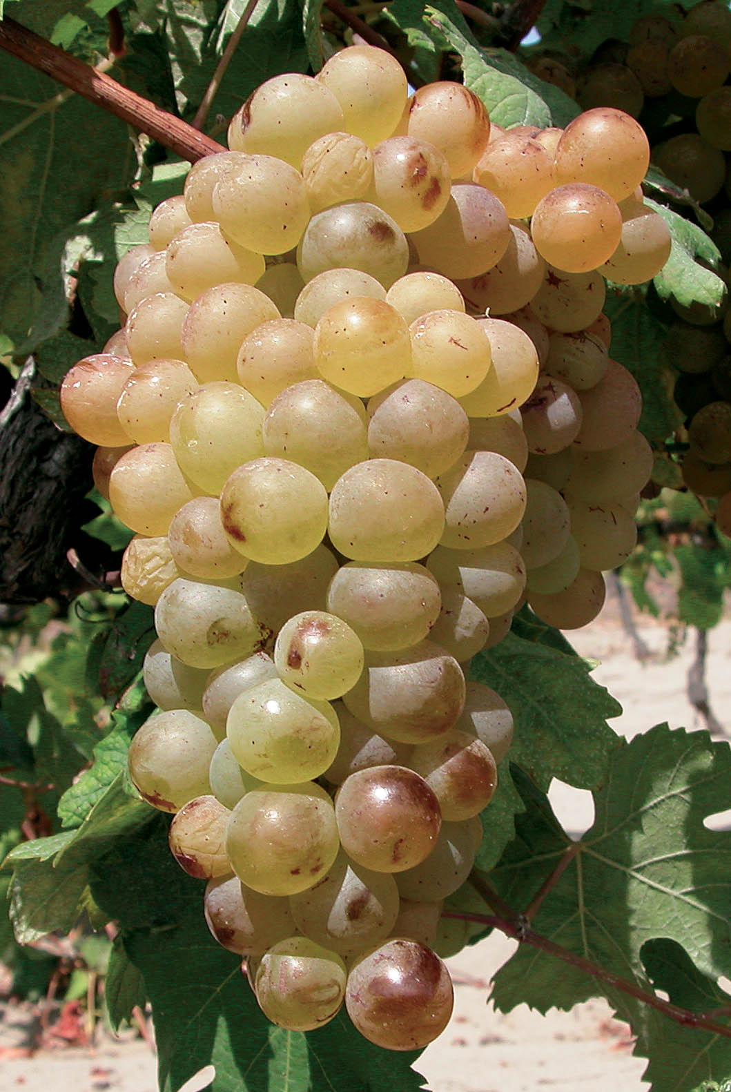 jales-vermentino-blanc