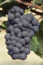 pinot_noir_n__grappe_